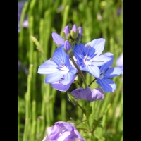 Veronica Rupestris (fam. Scrophulariacees)(Siberie)(03)
